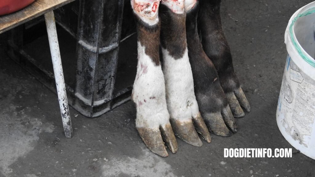Are Cow Hooves Safe For Dogs