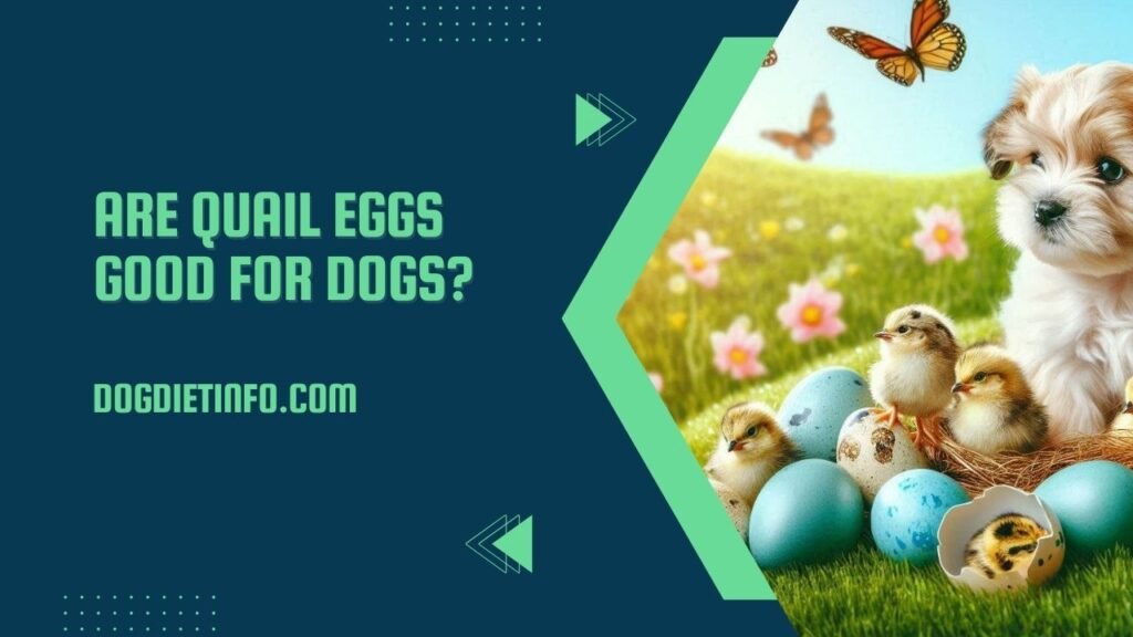 Are Quail Eggs Good For Dogs