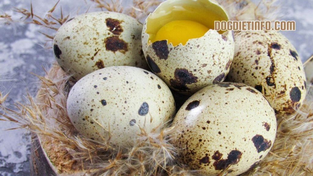 Are Quail Eggs Good For Dogs