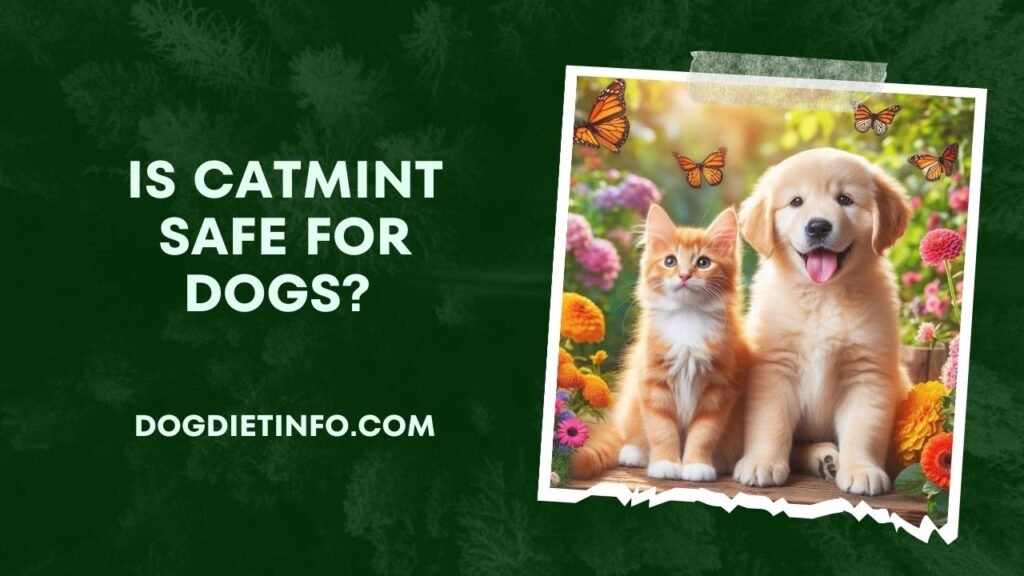 Is Catmint Safe For Dogs
