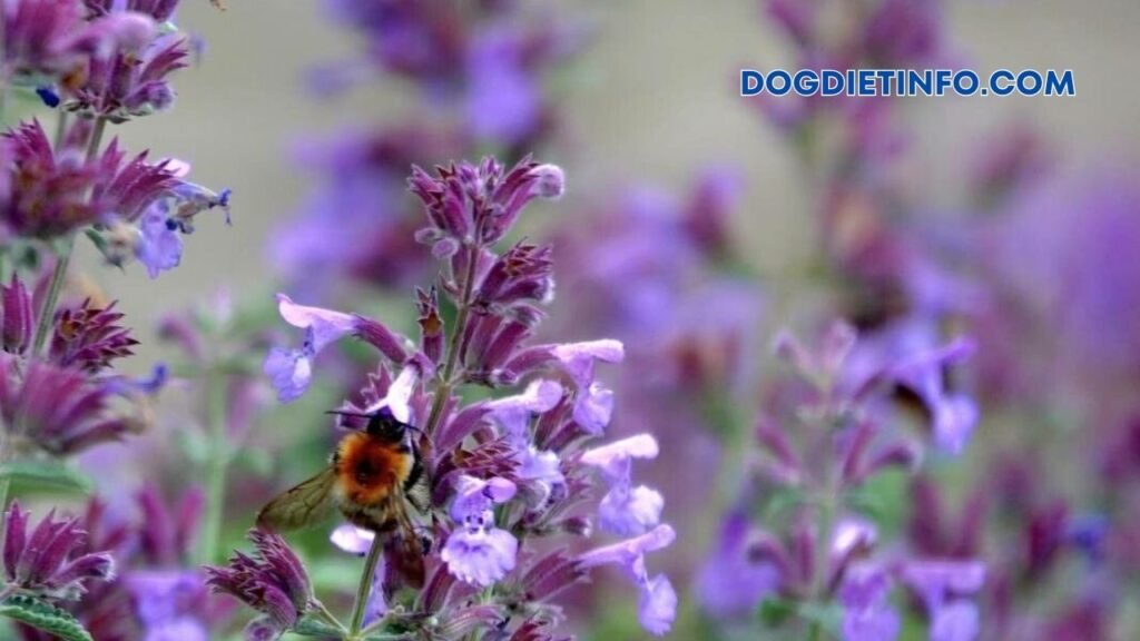 Is Catmint Safe For Dogs