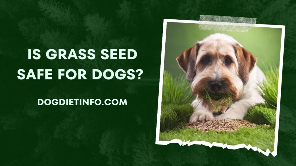 Is Grass Seed Safe For Dogs