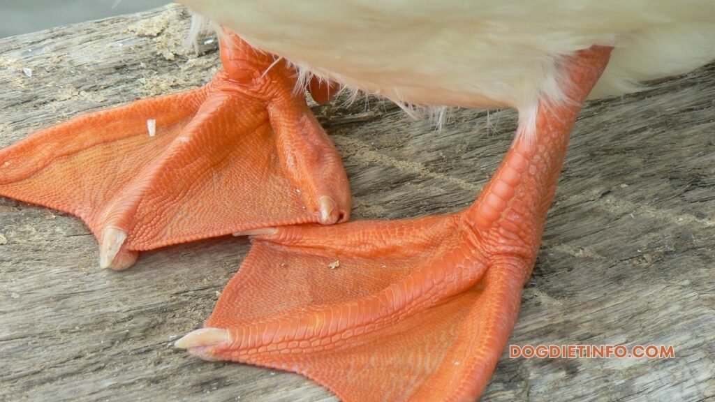Are Duck Feet Safe For Dogs?