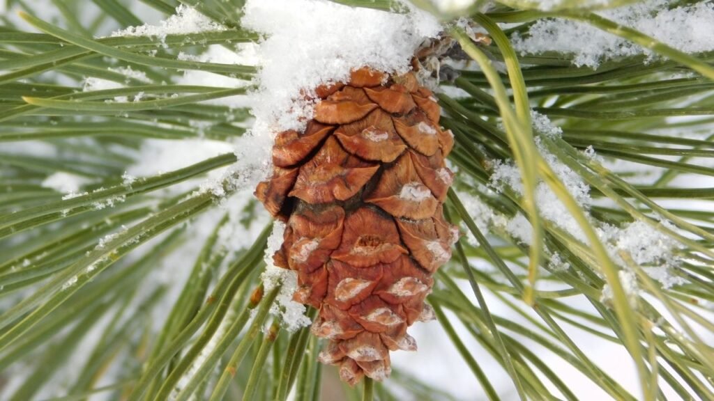 Are Pine Needles Toxic For Dogs