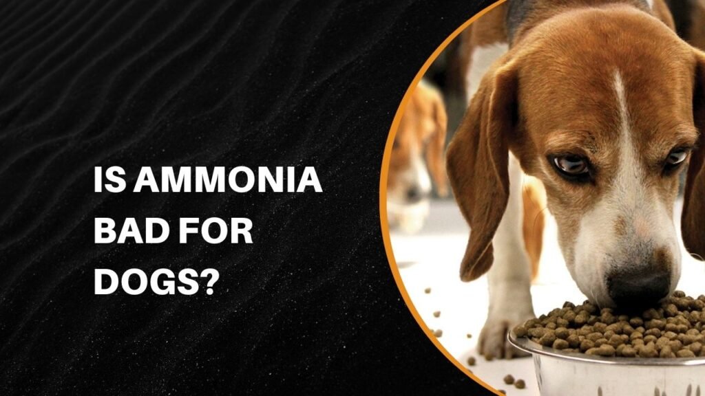 Is Ammonia Bad For Dogs