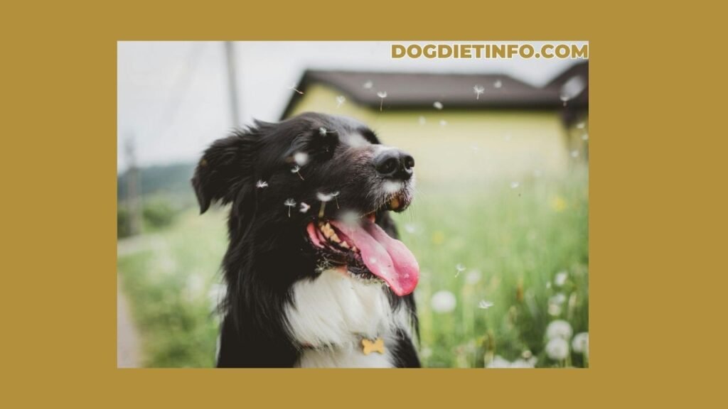 Is Mullein Safe For Dogs