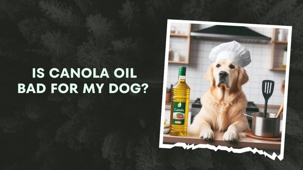Is Canola Oil Bad For My Dog