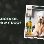Is Canola Oil Bad For My Dog
