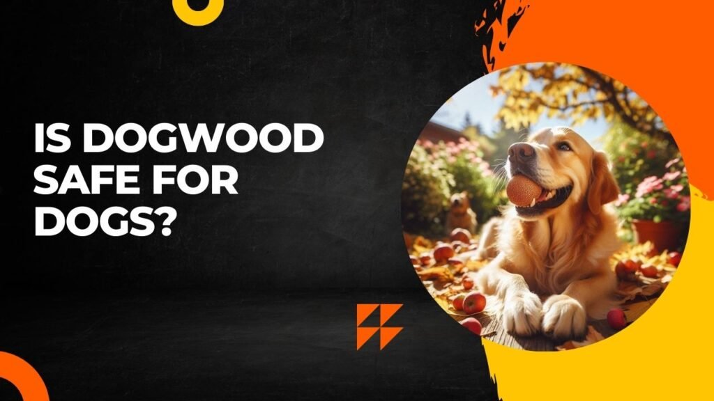 Is Dogwood Safe For Dogs