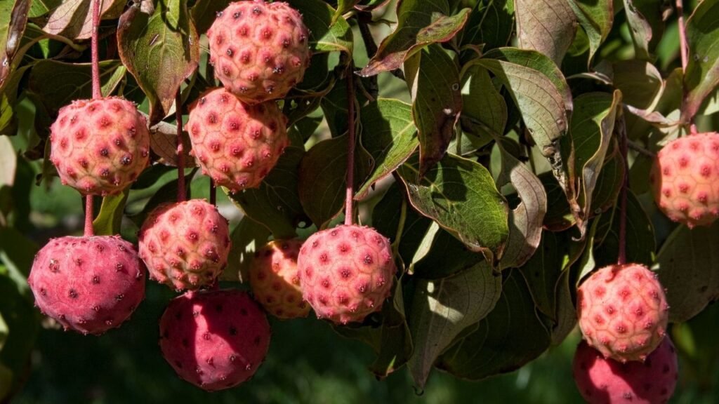 Is Dogwood Safe For Dogs?
