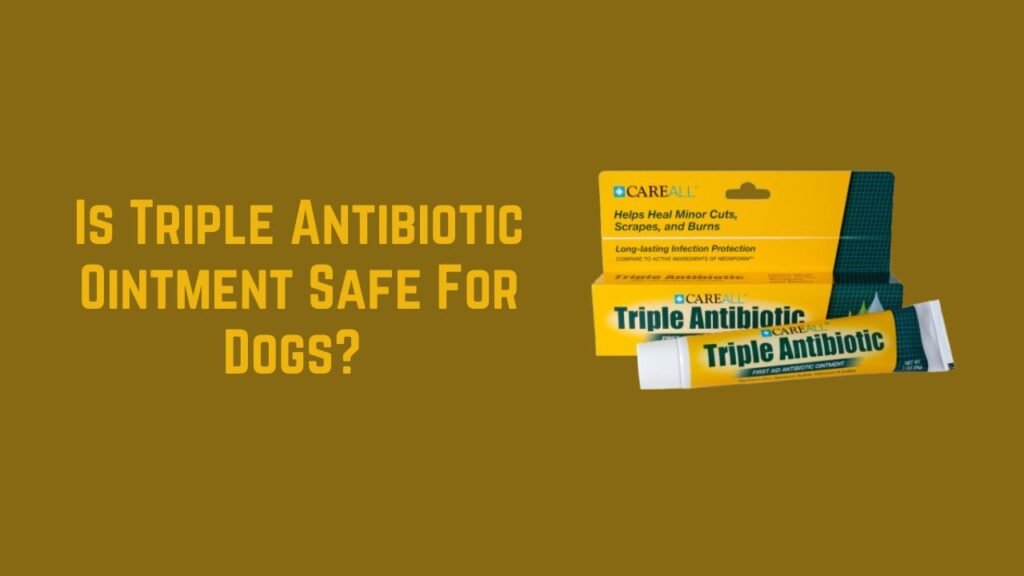 Is Triple Antibiotic Ointment Safe For Dogs