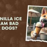 Is Vanilla Ice Cream Bad For Dogs